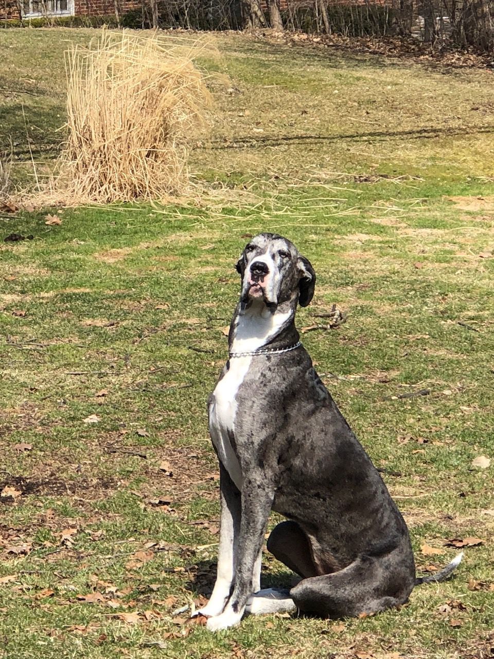 Penny the Great Dane